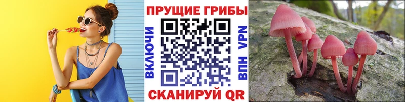 Псилоцибиновые грибы Psilocybe  Волосово 